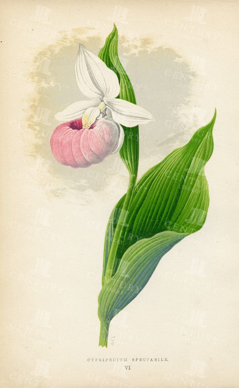 GORGEOUS Vintage Alpine Plant Illustration - Cypripedium Spectabile