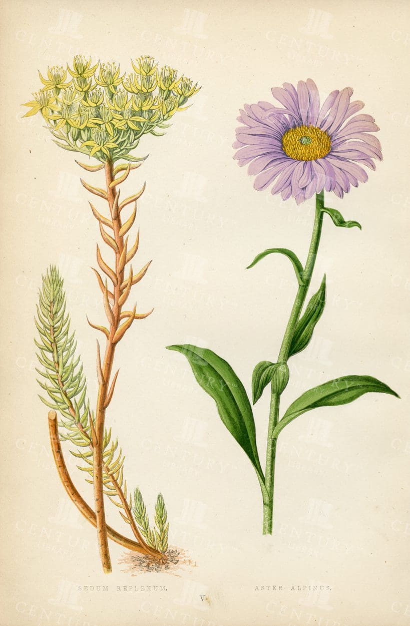 ALPINE PLANTS Botanical Illustration - Hand Coloured - Vintage 1874