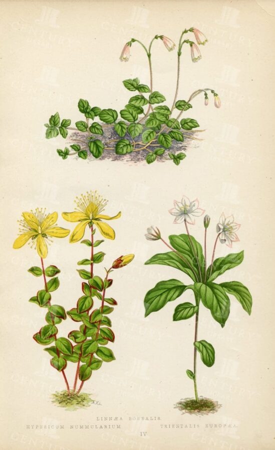 VINTAGE Botanical Hand Coloured Illustration of Various Alpine Plants