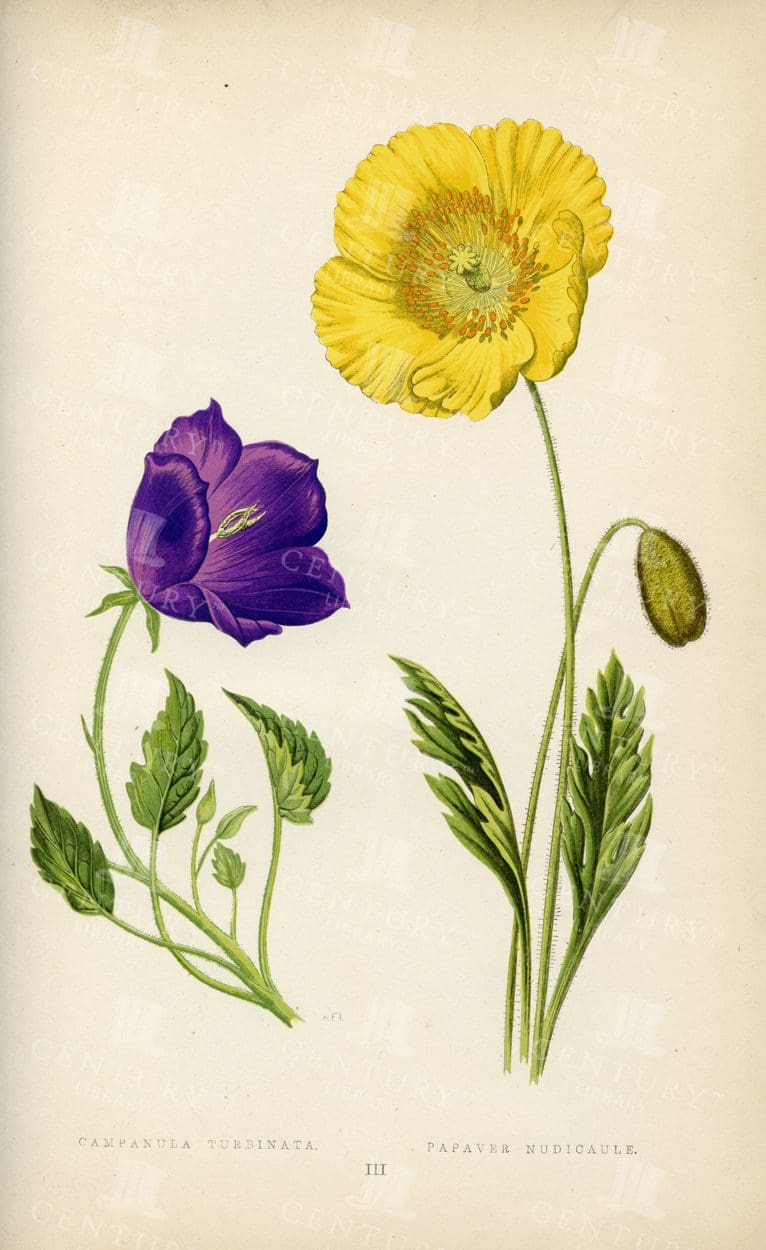 STUNNING Vintage Alpine Plants Illustration - Campanula and Papaver