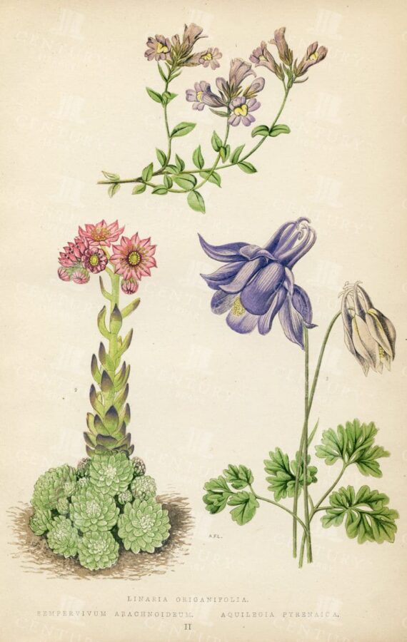 VINTAGE 1874 Botanical Illustration - Various Examples of Alpine Plants