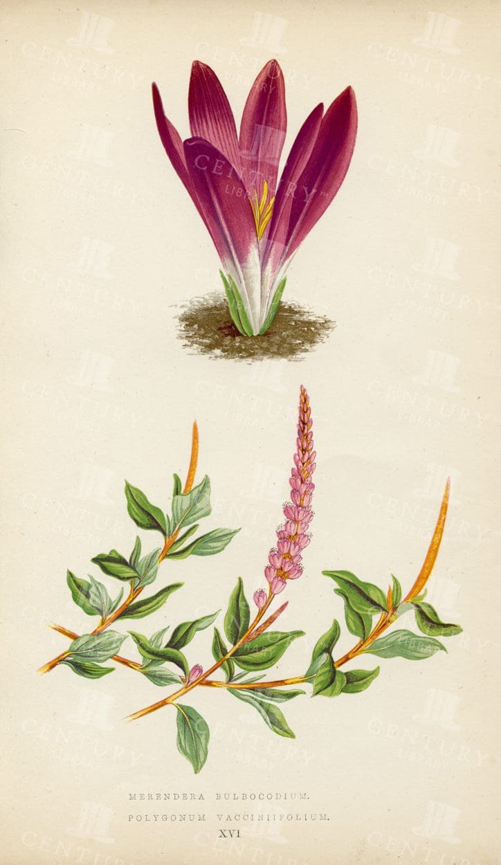 LOVELY Vintage Botanical Illustration - Alpine Plants - 1874