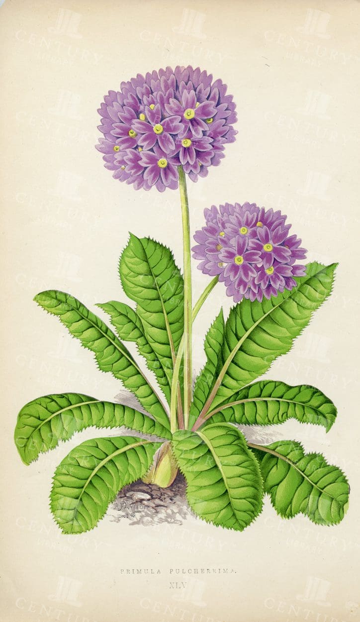 PRIMULA PULCHERRIMA - Stunning Vintage Botanical Illustration
