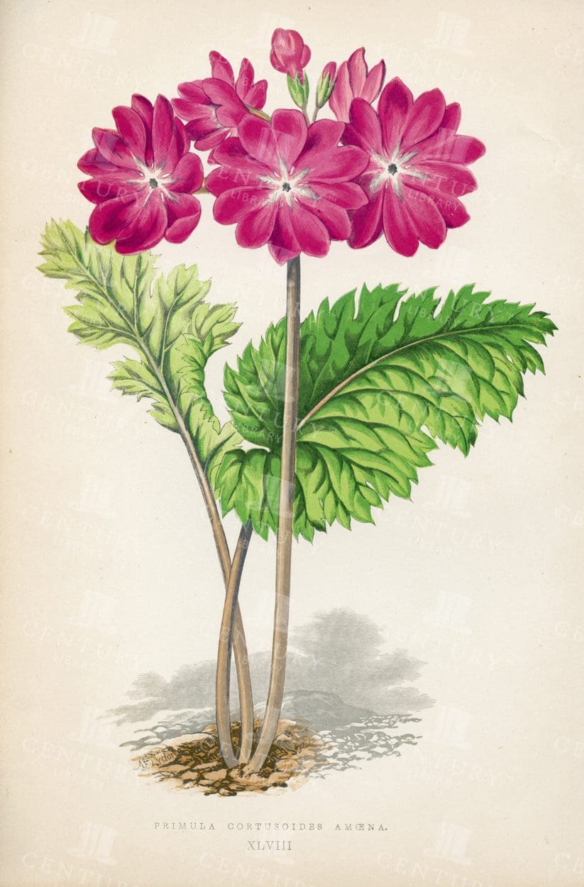 ALPINE PLANTS - Beautiful 1874 Vintage Botanical Illustration