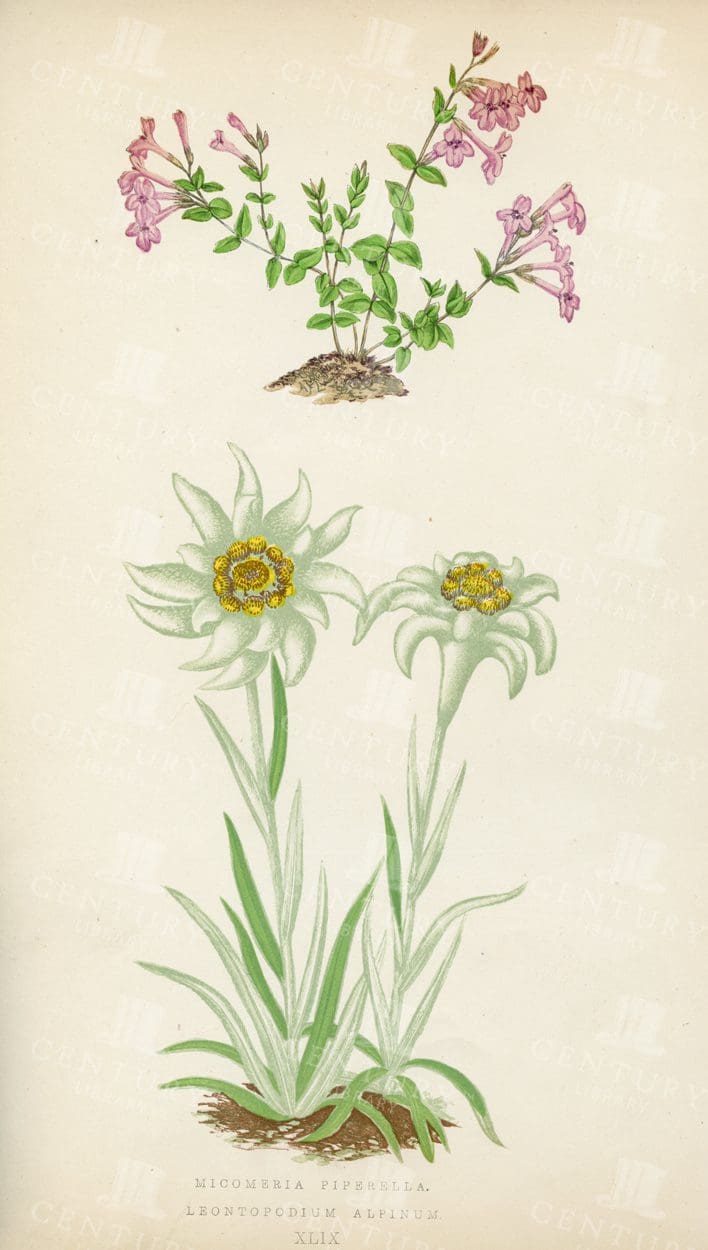 VINTAGE 1874 Botanical Illustration - Alpine Plants