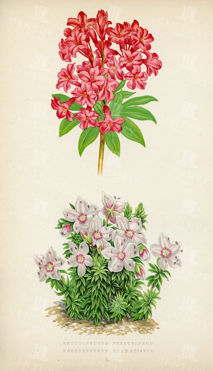 RHODODENDRON - Vintage Botanical Illustration - 1874
