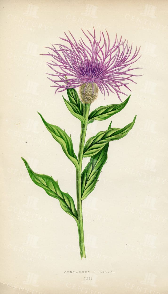 CENTAUREA PHRYGIA - Lovely Hand Coloured Vintage Illustration - 1874