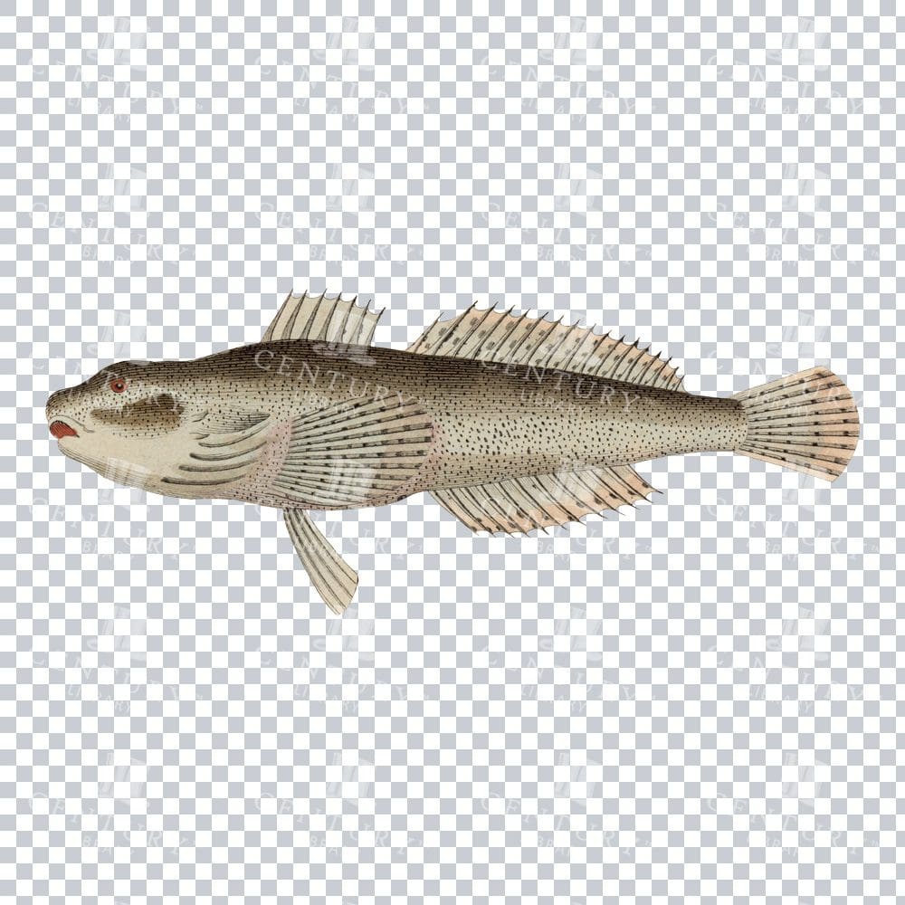 Vintage Colored Illustration of a Cottus Fish