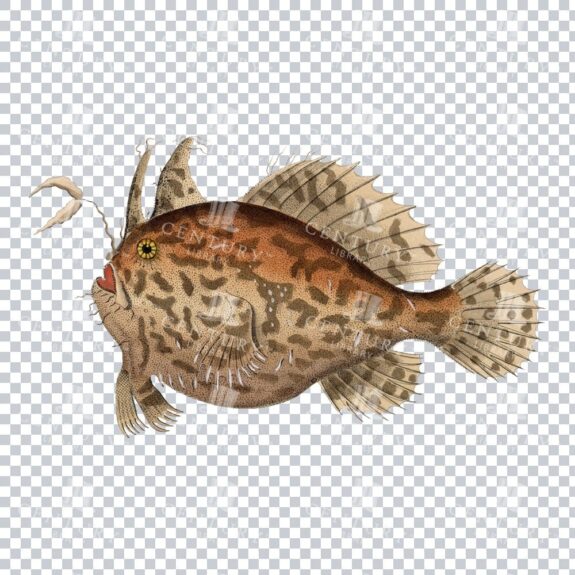 Old Color Illustration of a Toadfish