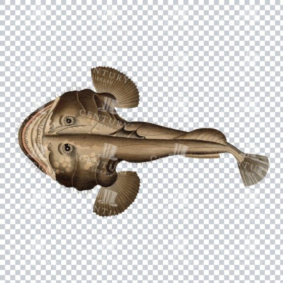 Hand Coloured Vintage Illustration of a Frogfish