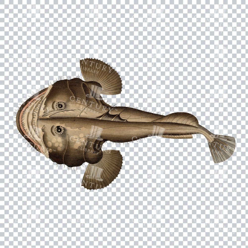 Hand Coloured Vintage Illustration of a Frogfish