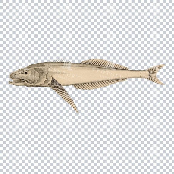 Vintage Color illustration of a Baikal Oilfish