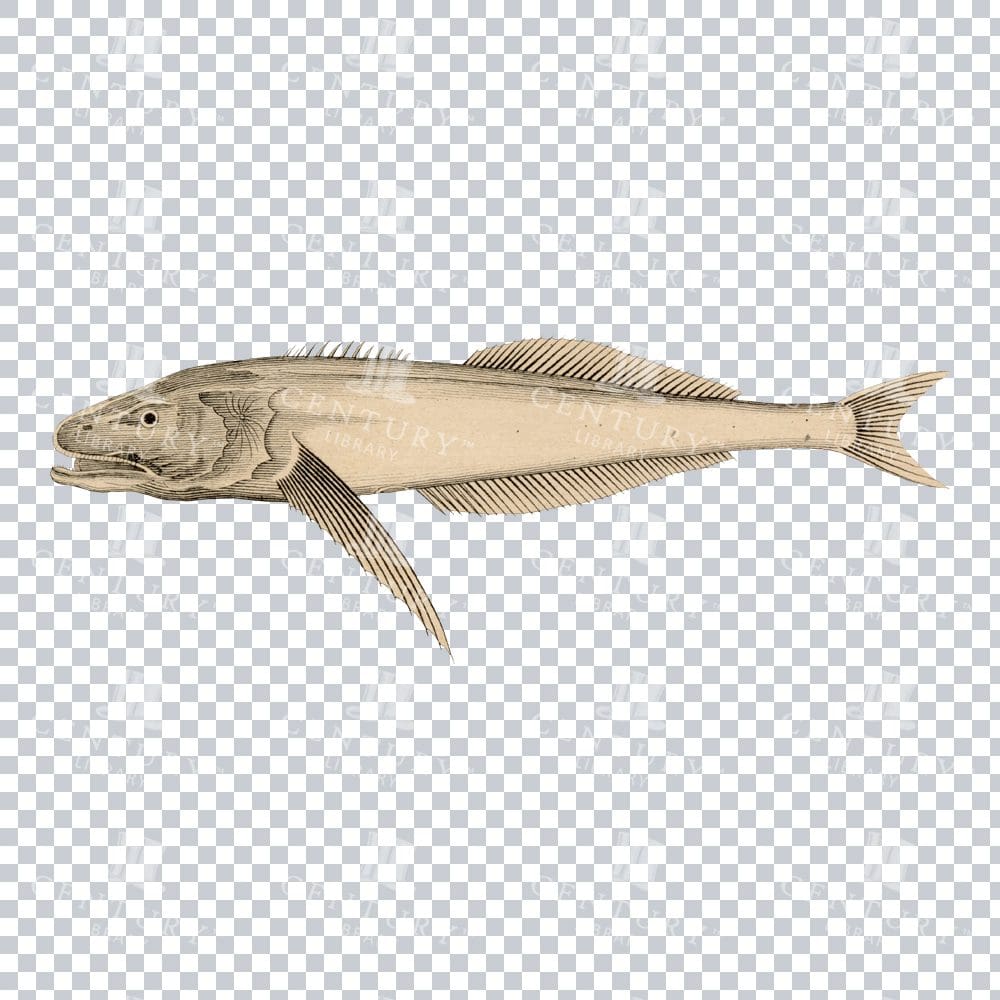 Vintage Color illustration of a Baikal Oilfish