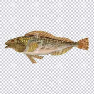 Antique Coloured PNG Illustration of a Chirus Fish