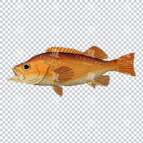 Vintage Hand Colored PNG Illustration of a Redfish