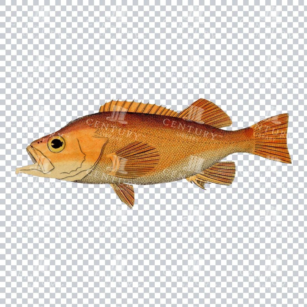 Vintage Hand Colored PNG Illustration of a Redfish