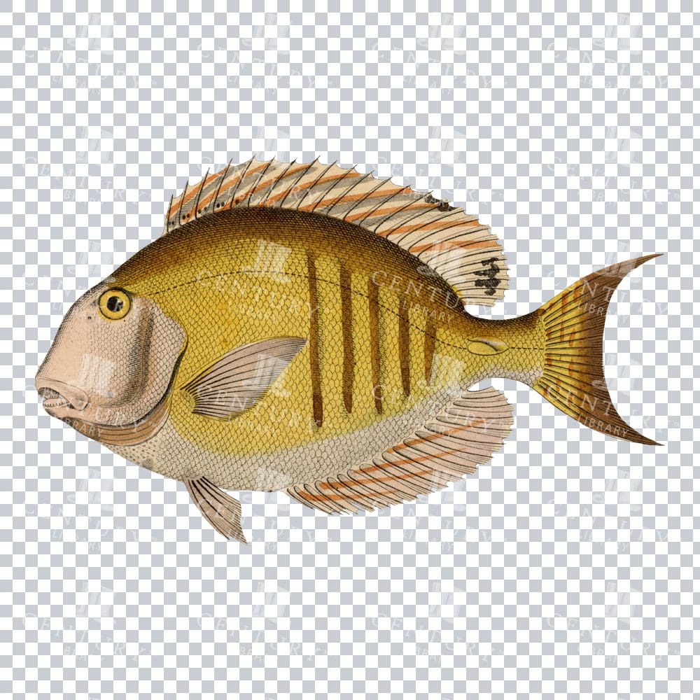 Coloured PNG Antique Illustration of Acanthurus Fish