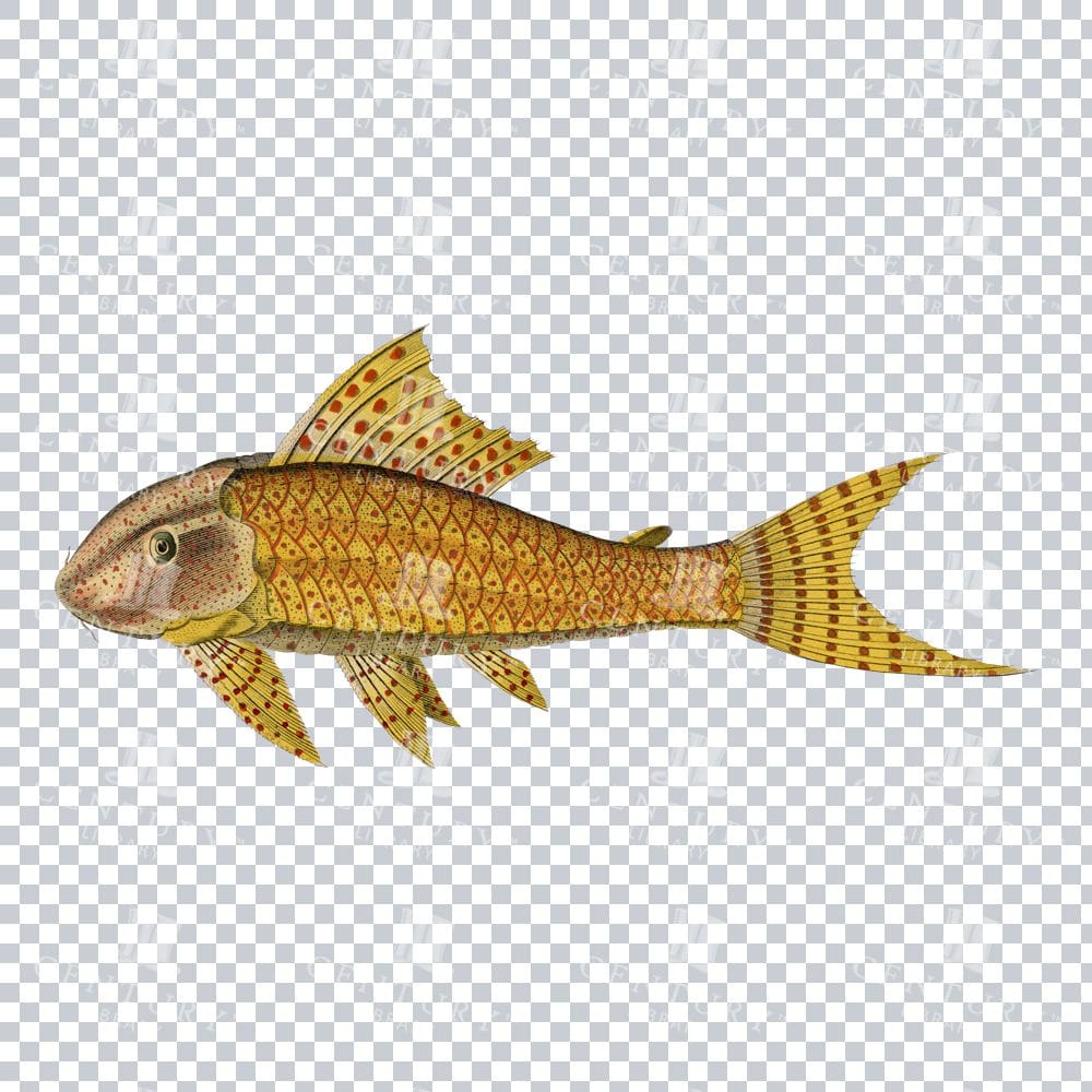 Hand Coloured Isolated PNG Artwork of an Armored Catfish