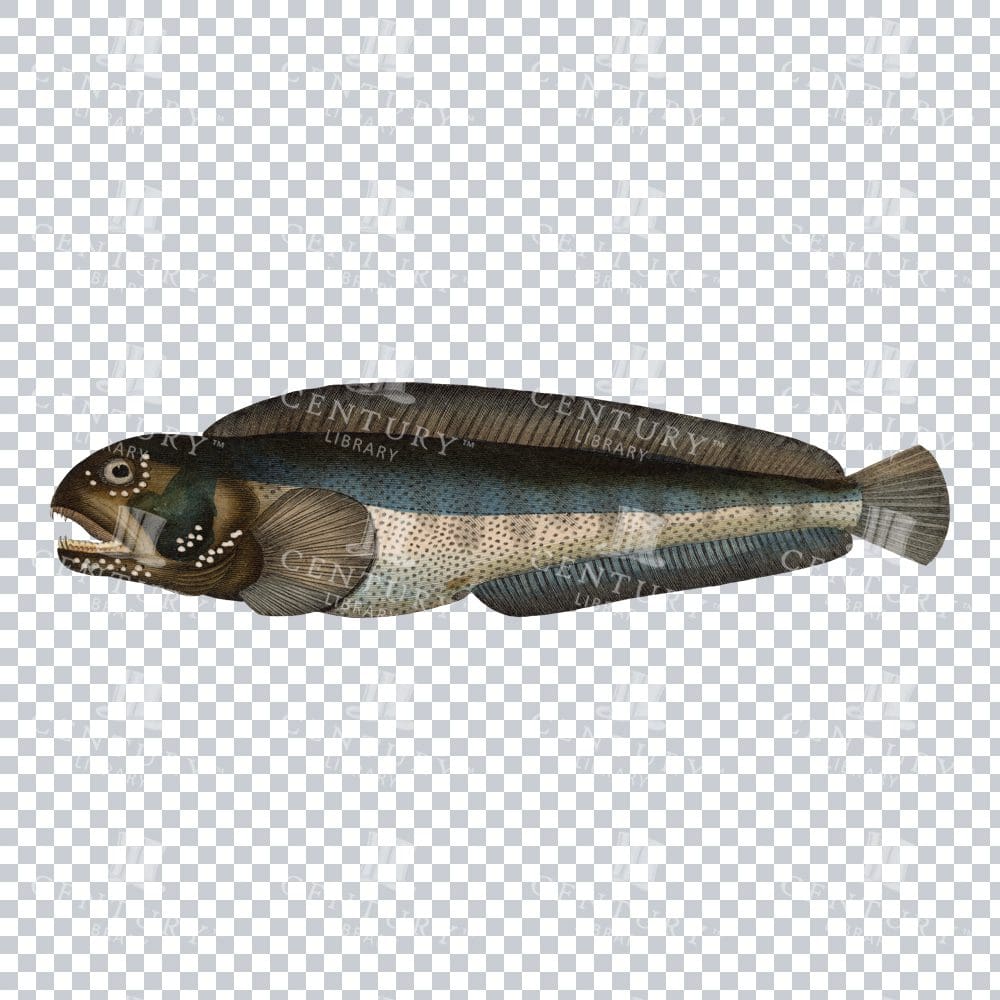 Vintage Illustration of a Atlantic Wolfish