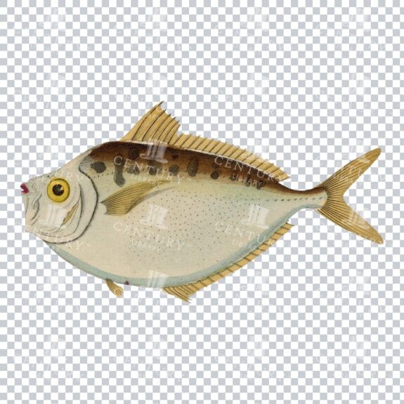 Old Color Illustration of a Bandmakreele Fish