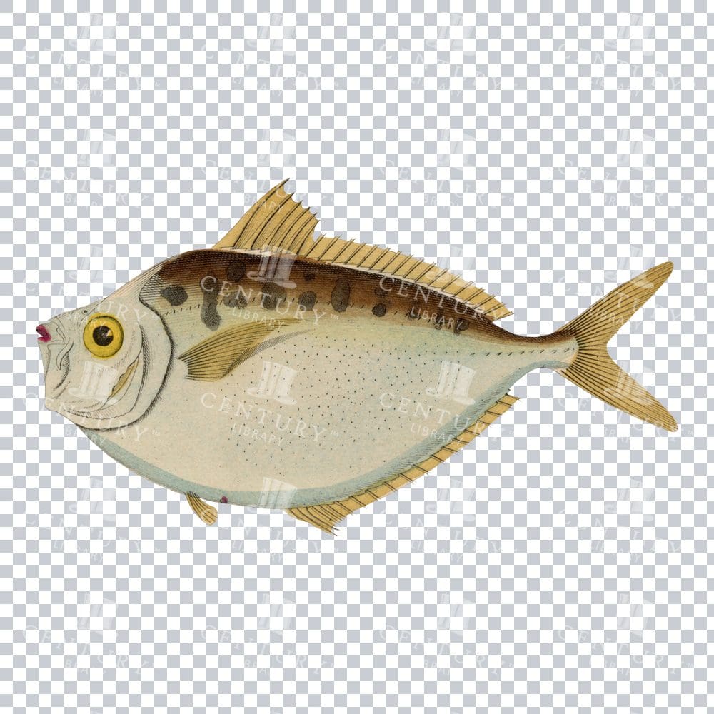 Old Color Illustration of a Bandmakreele Fish