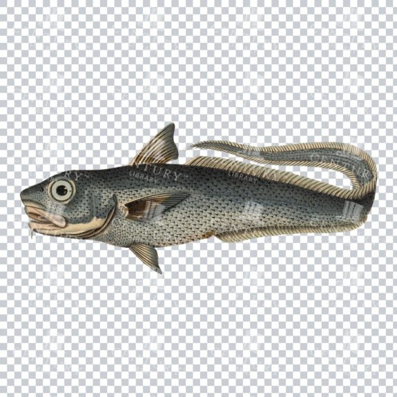 Vintage Color Illustration of a Berglachs Fish