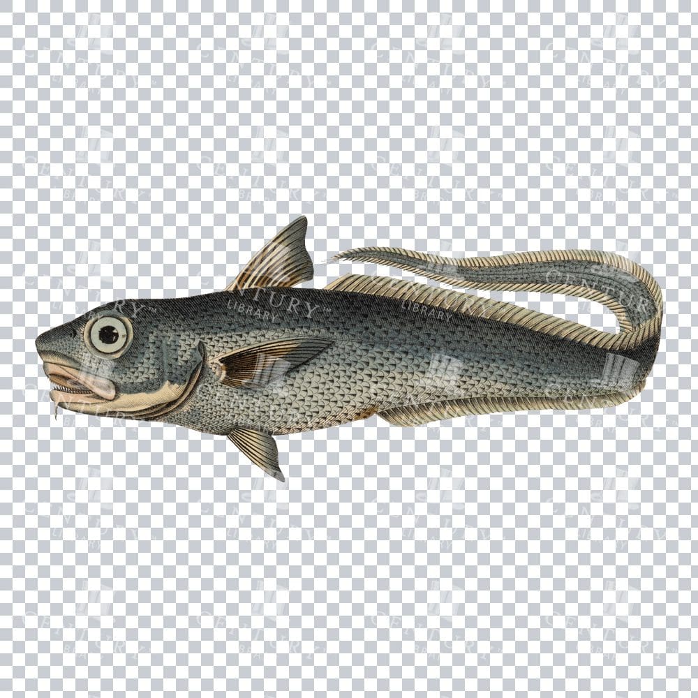 Vintage Color Illustration of a Berglachs Fish