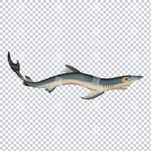 Antique Coloured PNG illustration of a Blue Shark