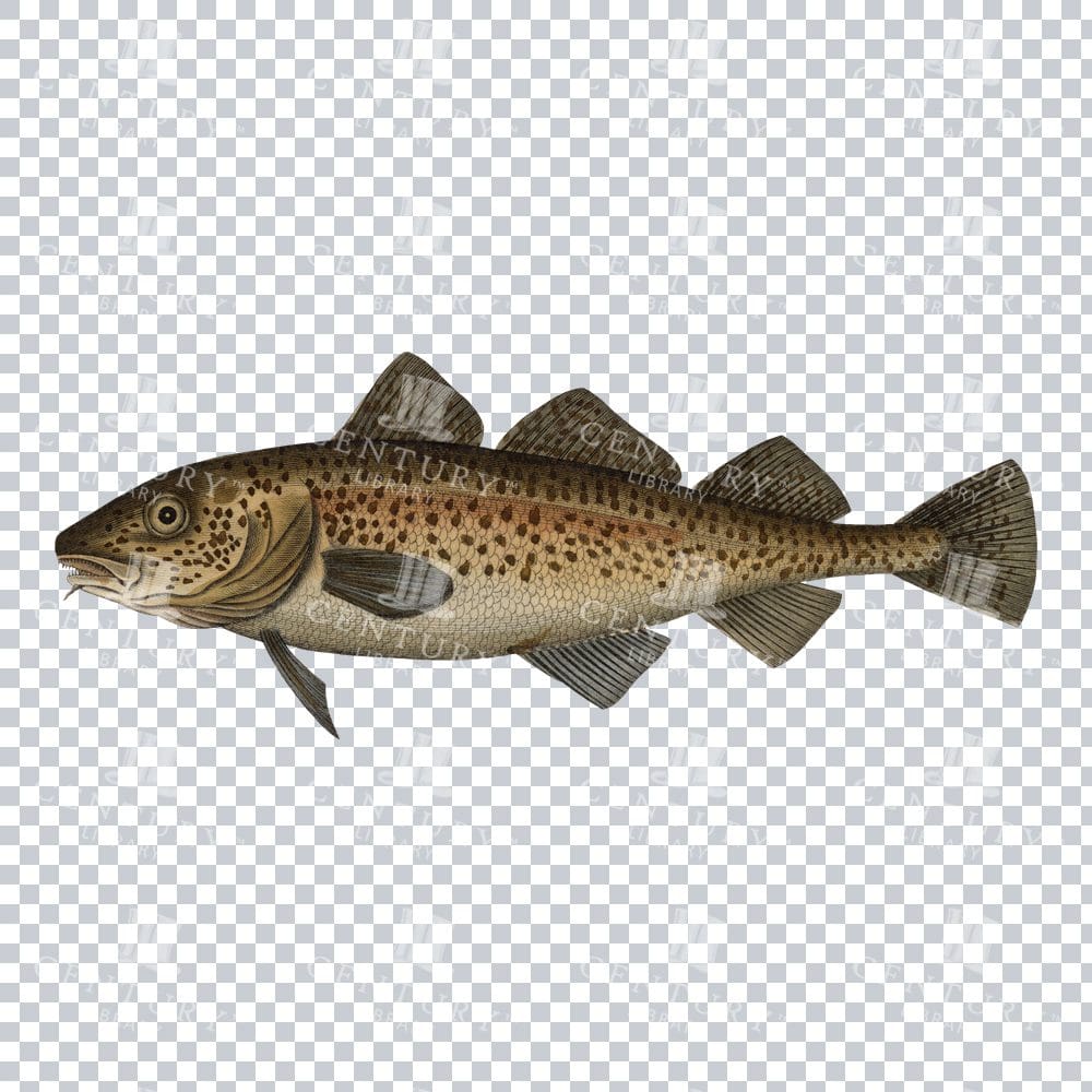 Vintage Color PNG Art of a Burbot Fish