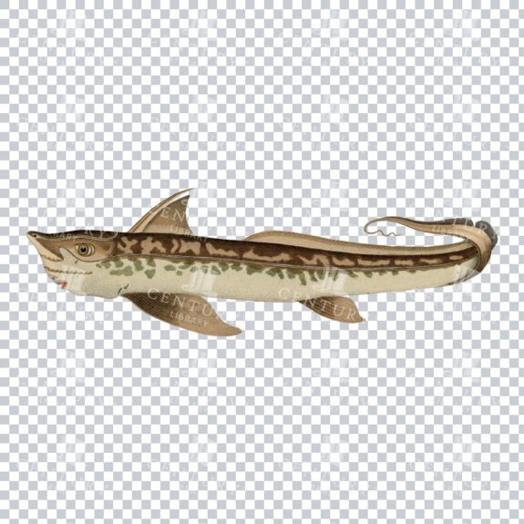 Old Color Illustration of a Chimaera Fish