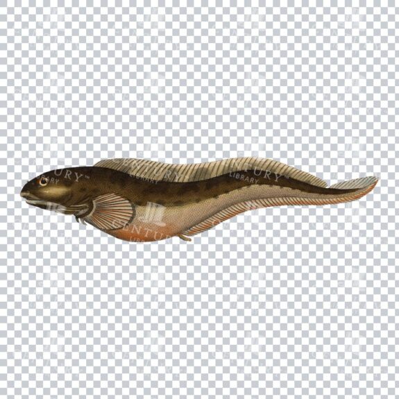 Antique Colour PNG Illustration of a Combtooth Blenny