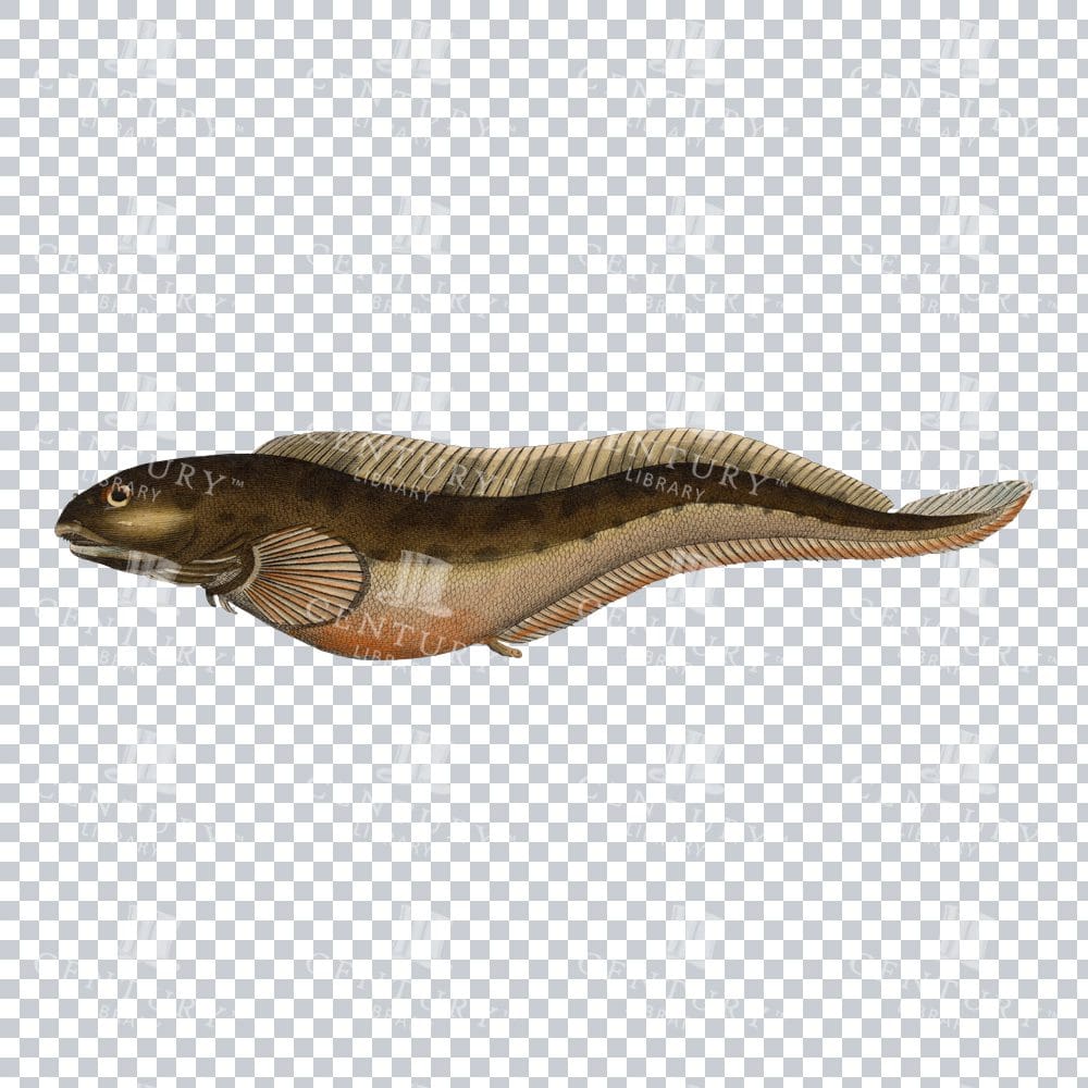 Antique Colour PNG Illustration of a Combtooth Blenny
