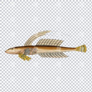 Hand Colored PNG Illustration of a Common Dragonet Fish