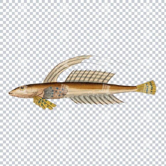 Hand Colored PNG Illustration of a Common Dragonet Fish