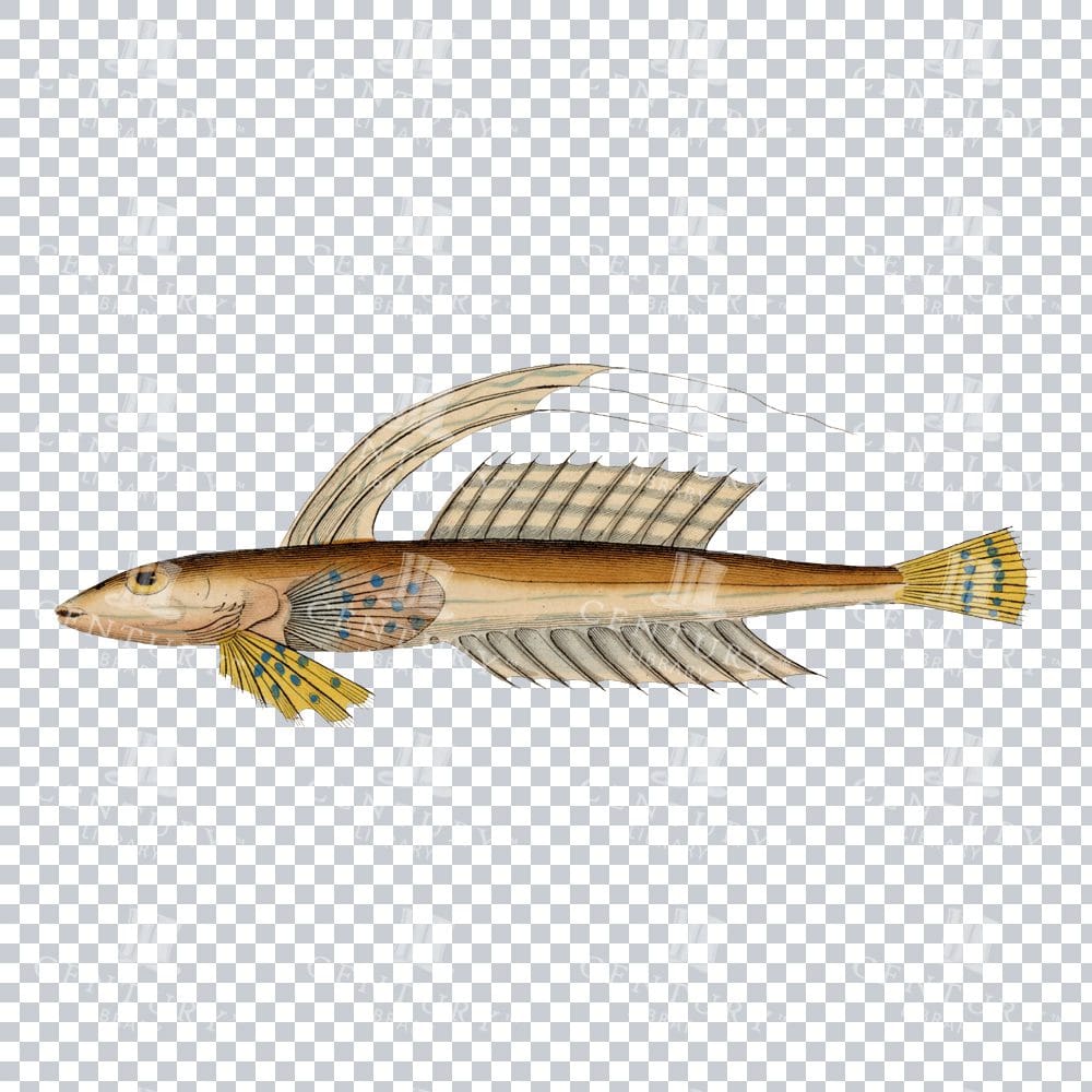 Hand Colored PNG Illustration of a Common Dragonet Fish
