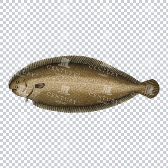 Vintage Common Sole Fish Illustration