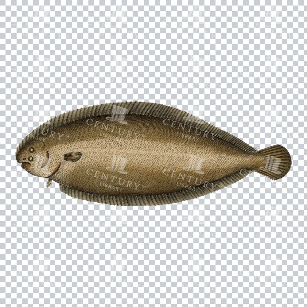 Vintage Common Sole Fish Illustration