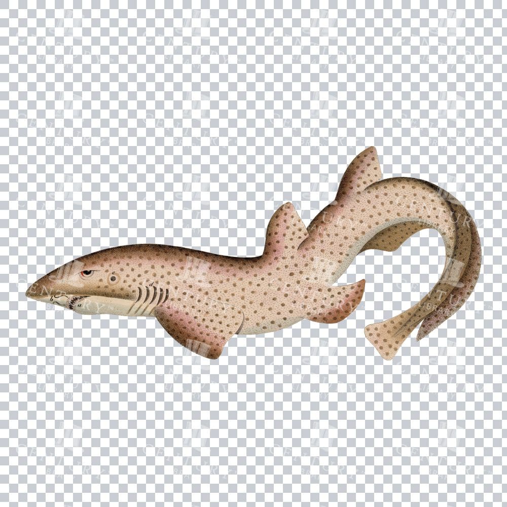 Retro PNG Dogfish Shark Image