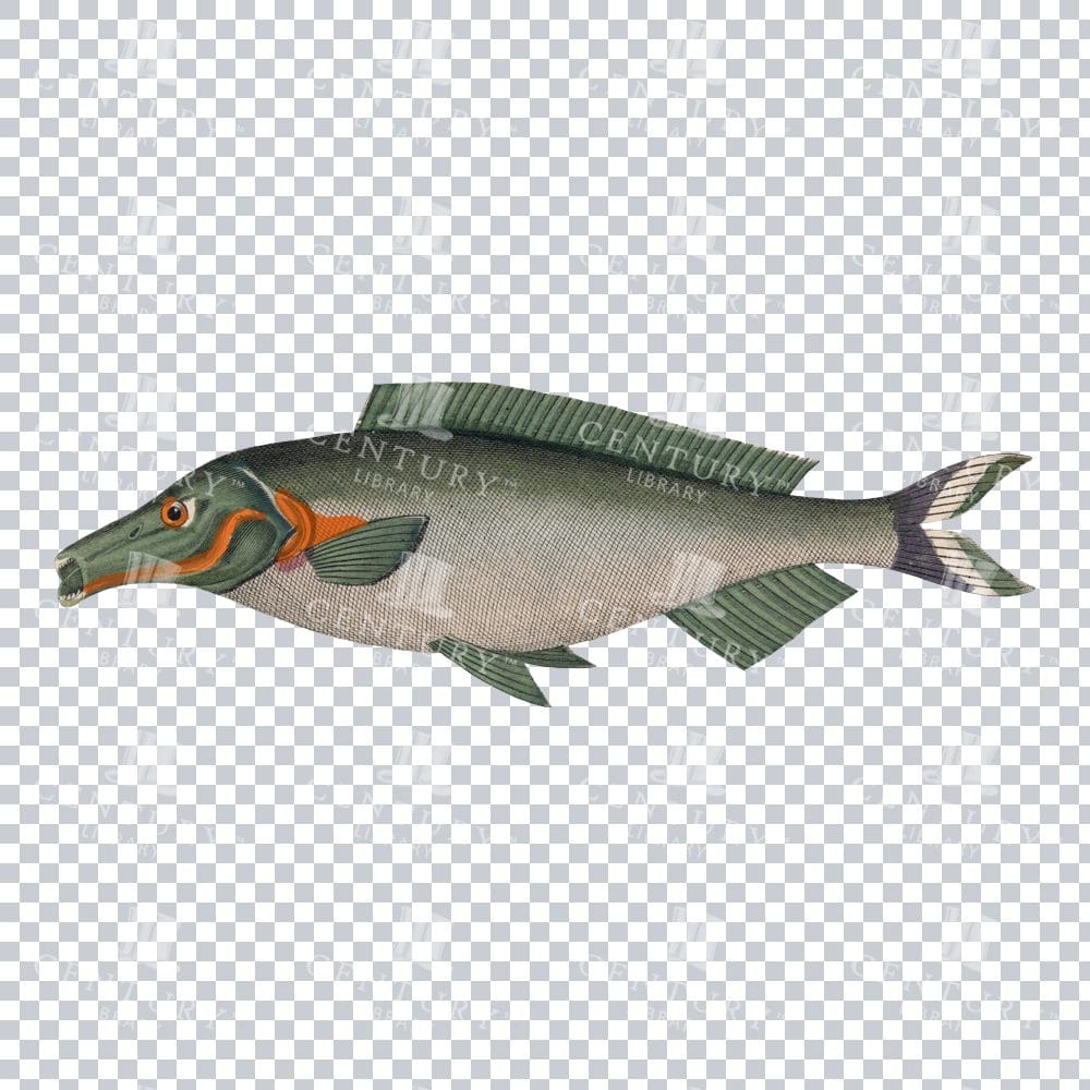 Antique Dolphin Mormyrus Drawing