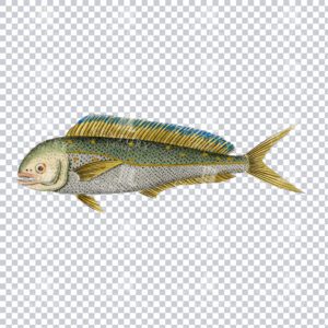 Vintage Dolphinfish PNG Image