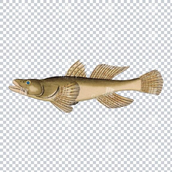 Old-Fashioned Dusky Sleeper Fish Graphic