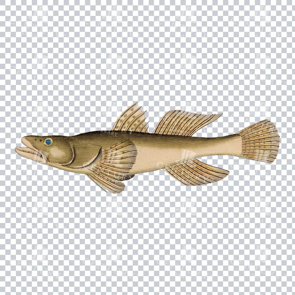 Old-Fashioned Dusky Sleeper Fish Graphic
