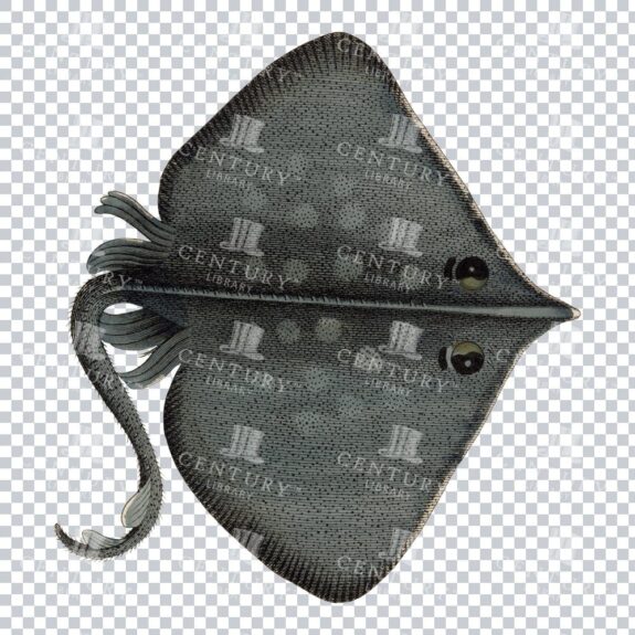 Retro Eagle Ray Fish PNG Illustration