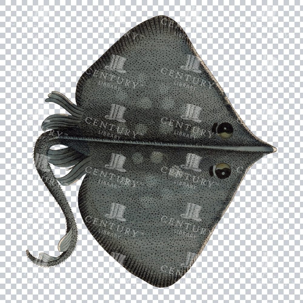 Retro Eagle Ray Fish PNG Illustration