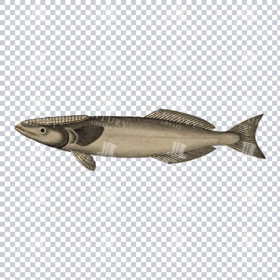 Antique Echeneis Fish Drawing