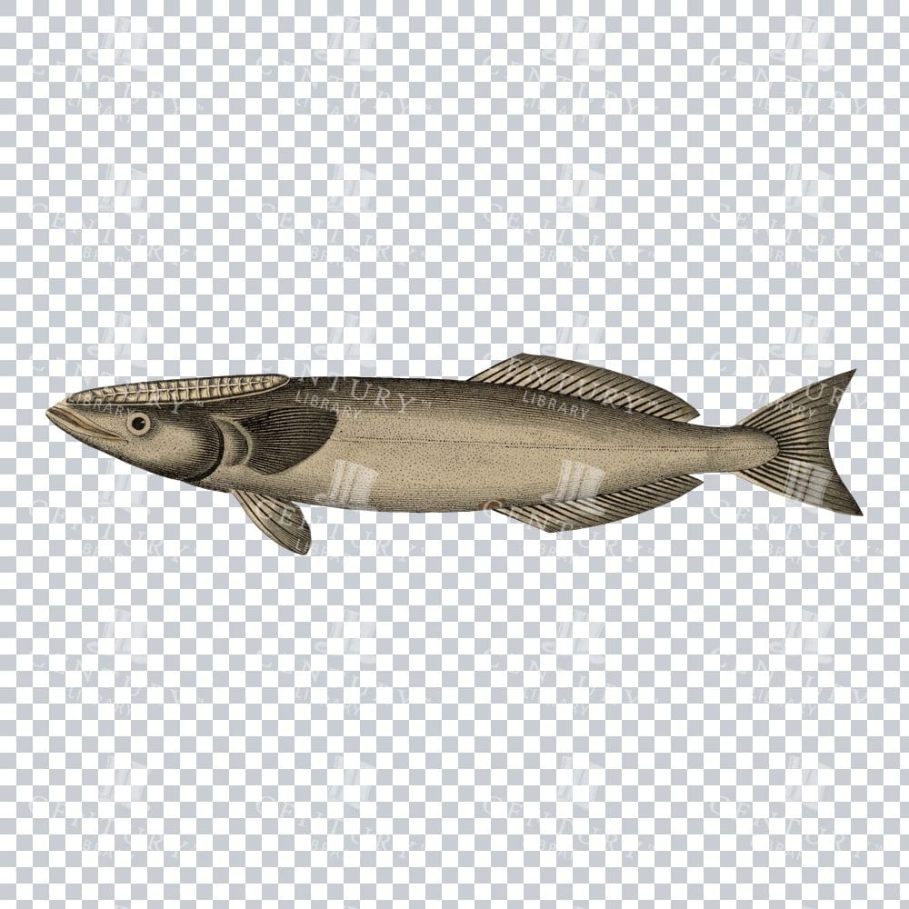 Antique Echeneis Fish Drawing