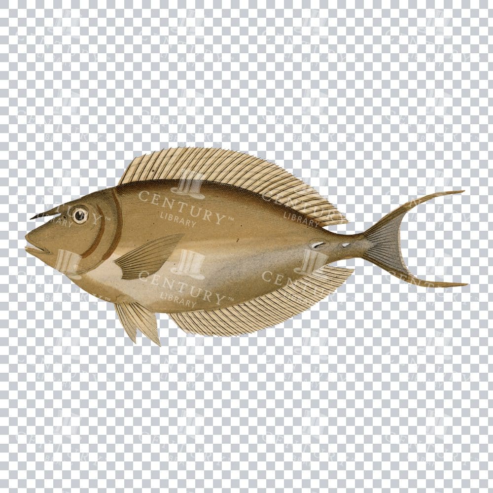 Vintage Einhorn Colour PNG Drawing