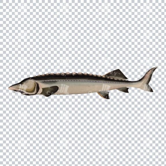 Timeless Png Illustration of a European Sturgeon