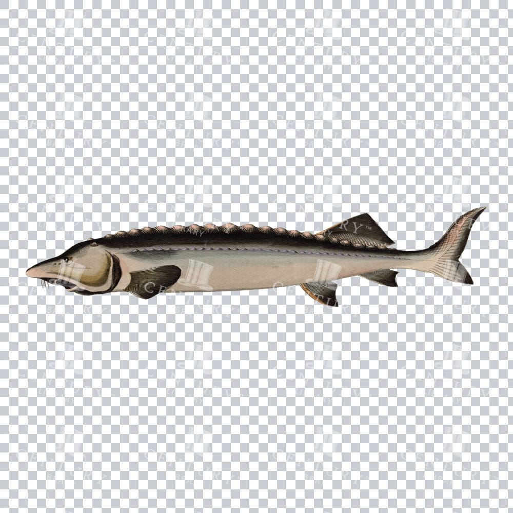 Timeless Png Illustration of a European Sturgeon