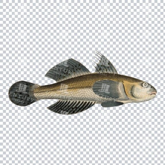 Vintage Exyrias Fish Color PNG Artwork